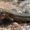 lizard-new-610x225
